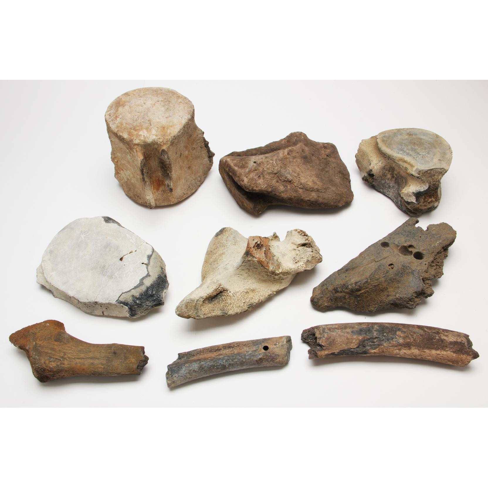 Nine Fossilized Whale Bones and Bone Fragments (Lot 18 - The Frank Menser  Fossil and Mineral Online AuctionJun 17, 2015, 6:00pm)