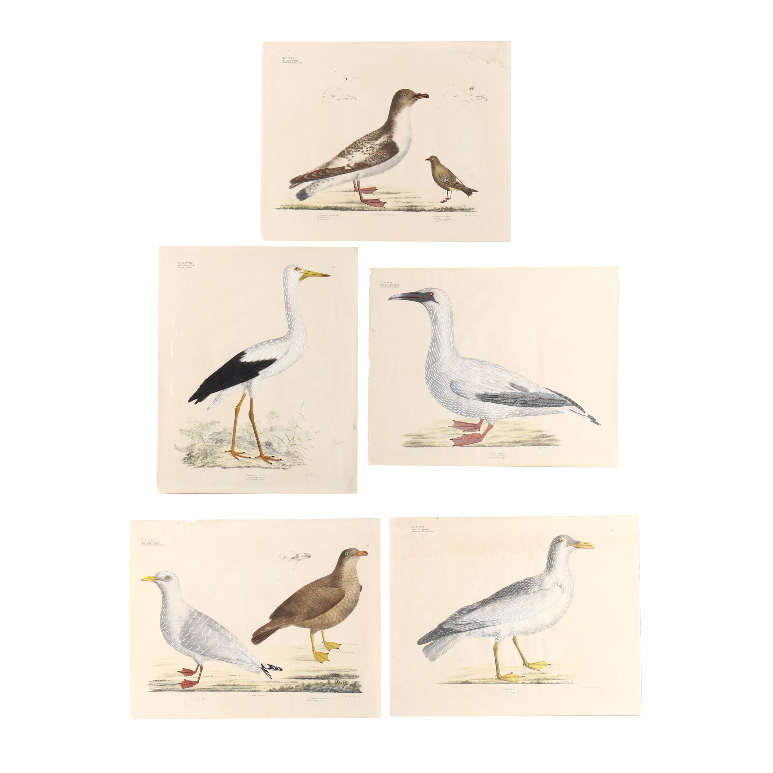 Five Original Georg August Goldfuss Avian Lithographs From His ...