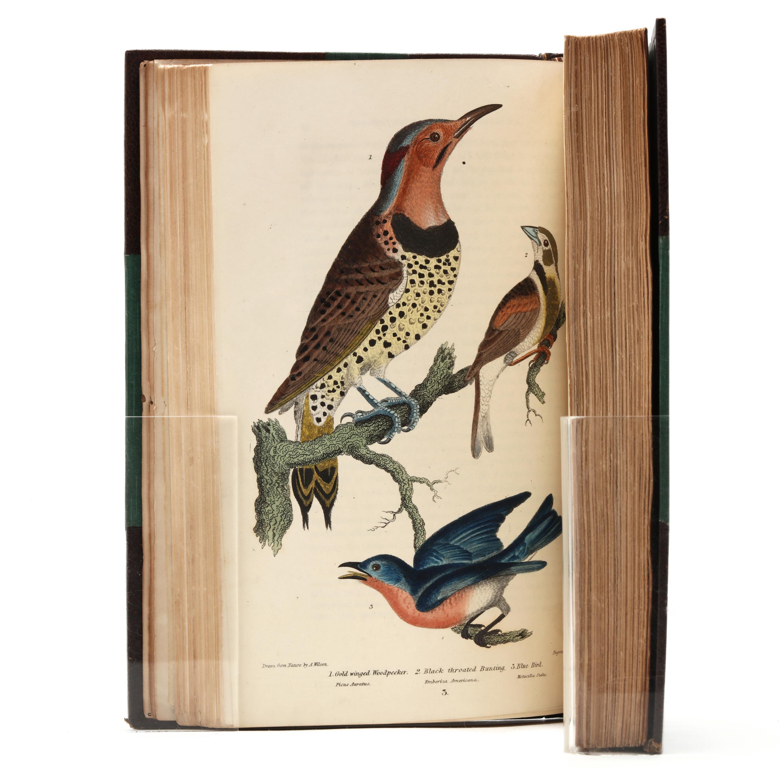 1860 Screamer bird, Aramus, Fitzinger, lithograph, hand hot finish, ornithology