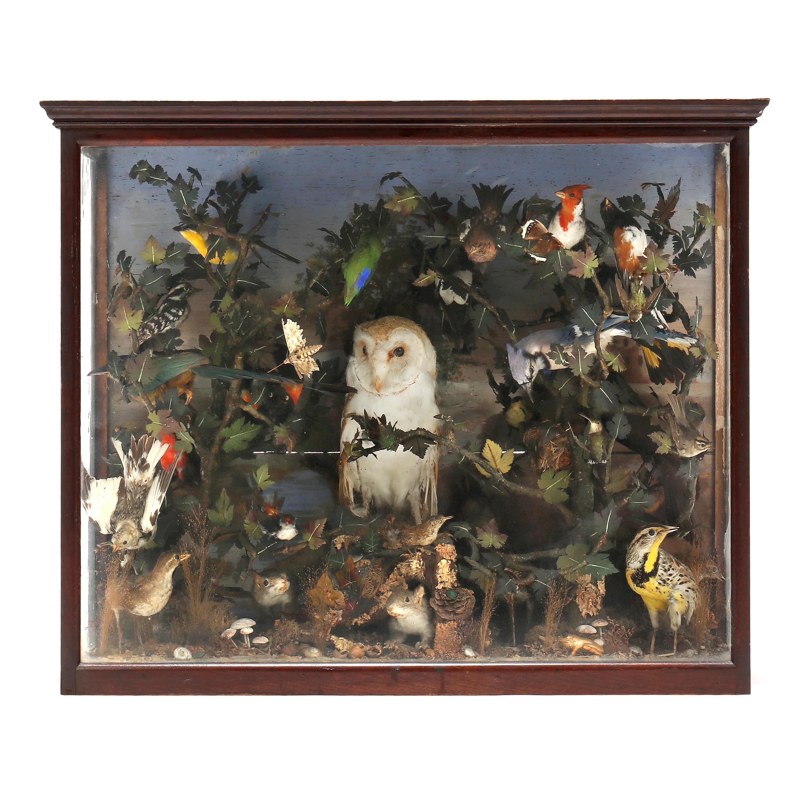 Hot W157 Taxidermy Curiosities Treasures Nautical Collectibles Display Framed Scene