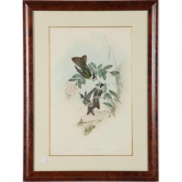 gould-richter-hummingbird-print