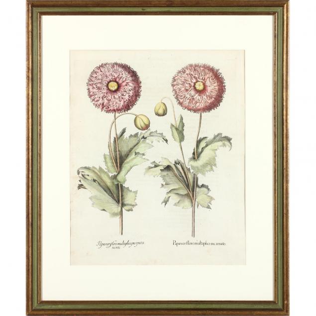 antique-botanical-engraving-by-basilius-besler-1561-1629