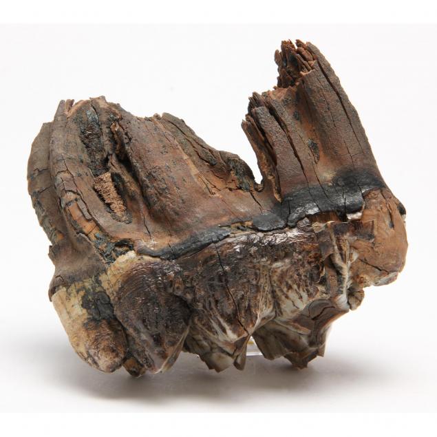fossilized-mastodon-tooth