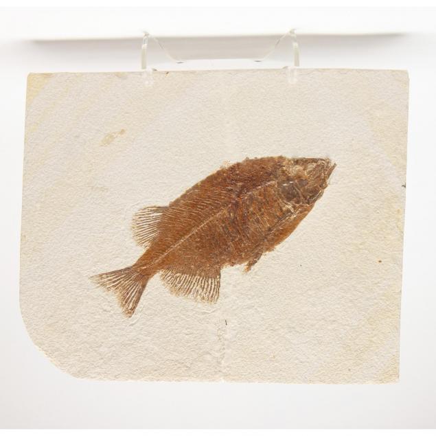 cretaceous-or-eocene-fish-fossil