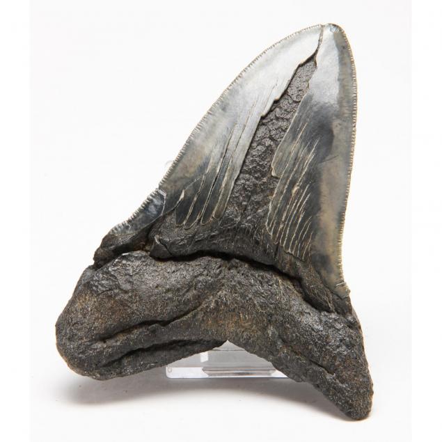 fossil-megalodon-shark-tooth
