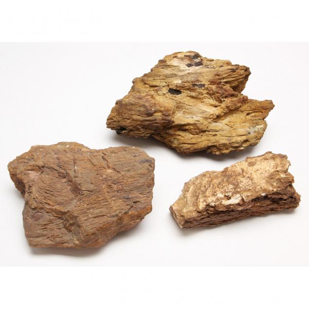 three-pieces-of-petrified-wood