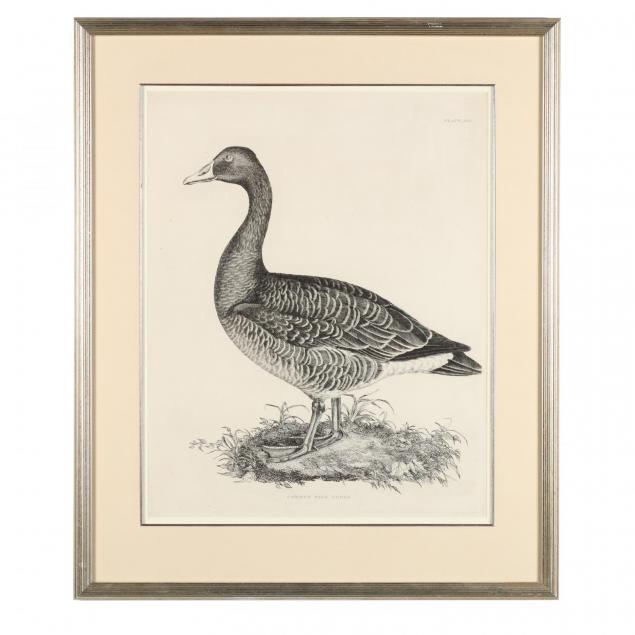after-prideaux-john-selby-british-1788-1867-common-wild-goose