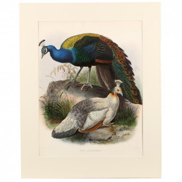 after-joseph-wolf-by-j-smit-19th-century-pavo-nigripennis-black-shouldered-pea-fowl