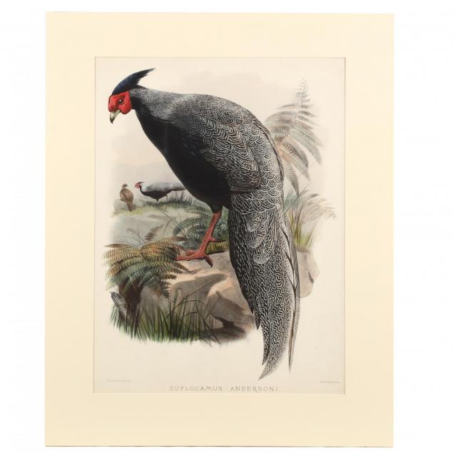 after-joseph-wolf-by-j-smit-19th-century-euplocamus-andersoni-anderson-s-pheasant