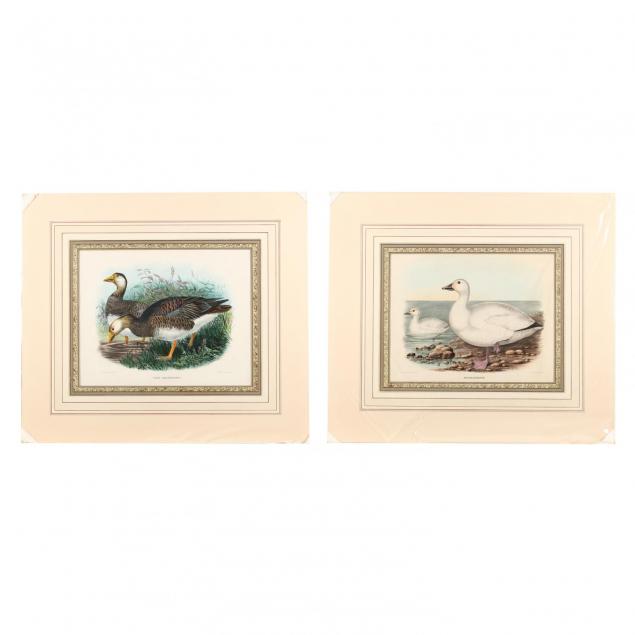 pair-of-prints-depicting-snow-geese-from-daniel-giraud-elliot-s-i-the-new-and-heretofore-unfigured-species-of-the-birds-of-north-america-i