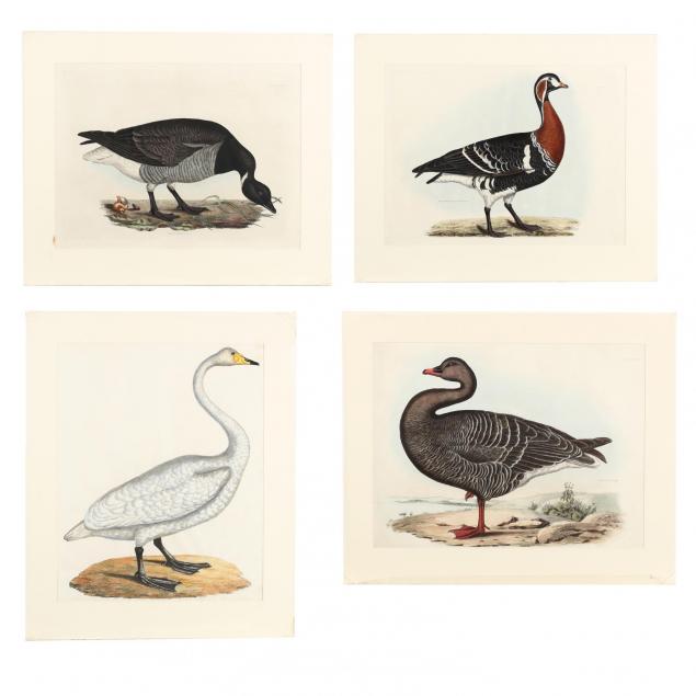 after-prideaux-john-selby-british-1788-1867-four-prints-and-a-title-page-from-i-selby-s-illustrations-of-british-ornithology-i