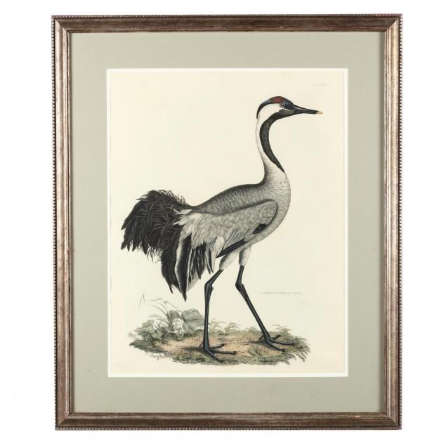 prideaux-john-selby-british-1788-1867-common-cinereous-crane