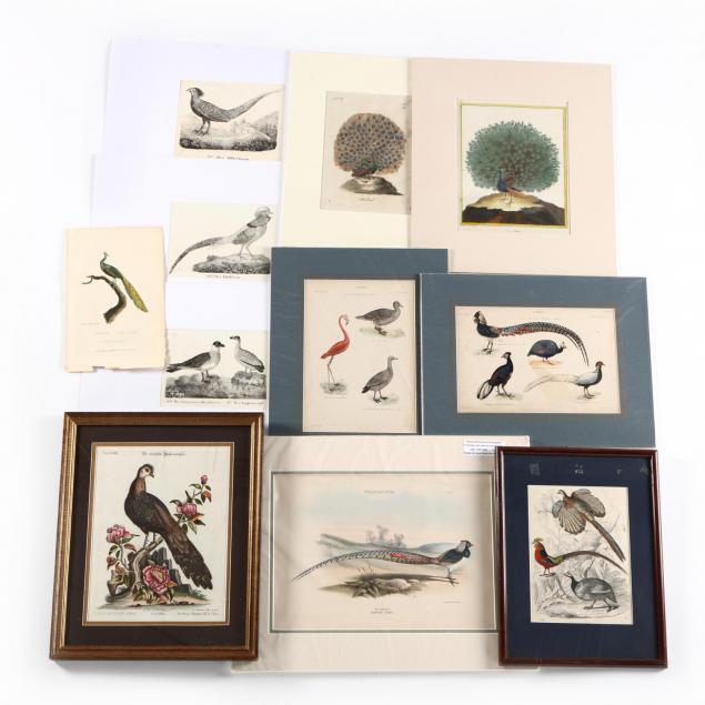 group-of-10-assorted-prints-illustrating-heavily-plumed-birds