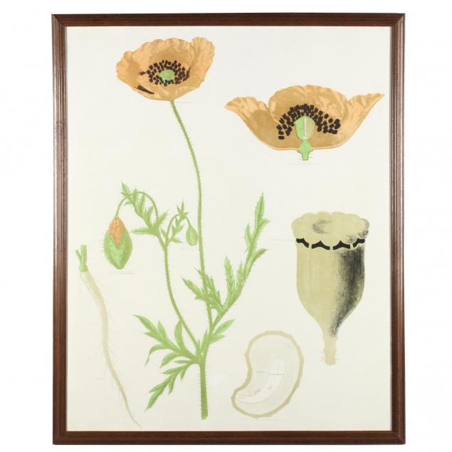 vintage-french-educational-print-of-poppies