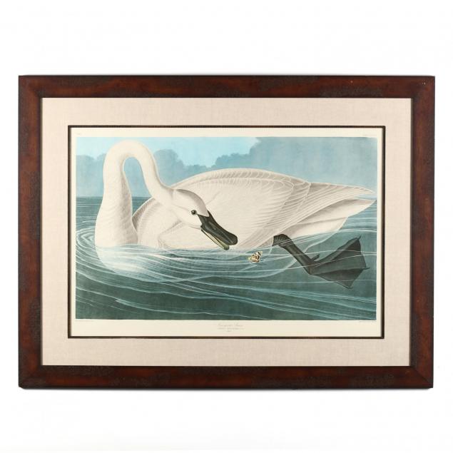 john-james-audubon-american-1785-1851-i-trumpeter-swan-i