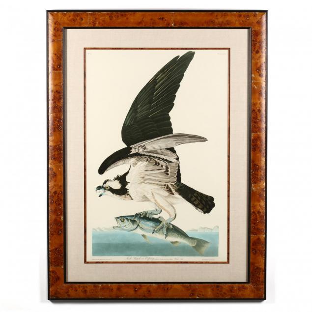 john-james-audubon-american-1785-1851-i-fish-hawk-or-osprey-i