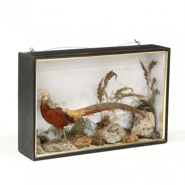 taxidermied-diorama-featuring-a-golden-pheasant