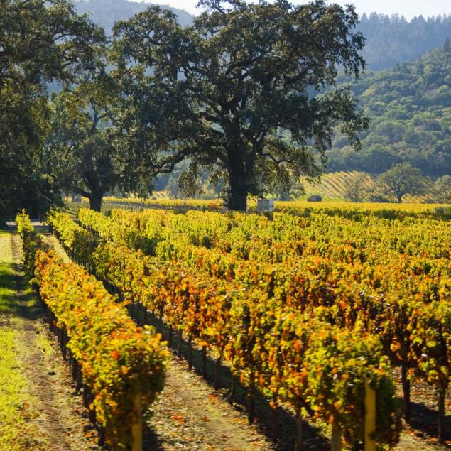 checkerboard-vineyards-vintage-2007