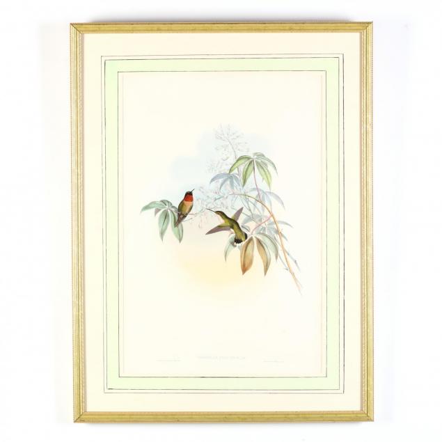 gould-and-richter-hummingbird-lithograph-trochilus-colubris