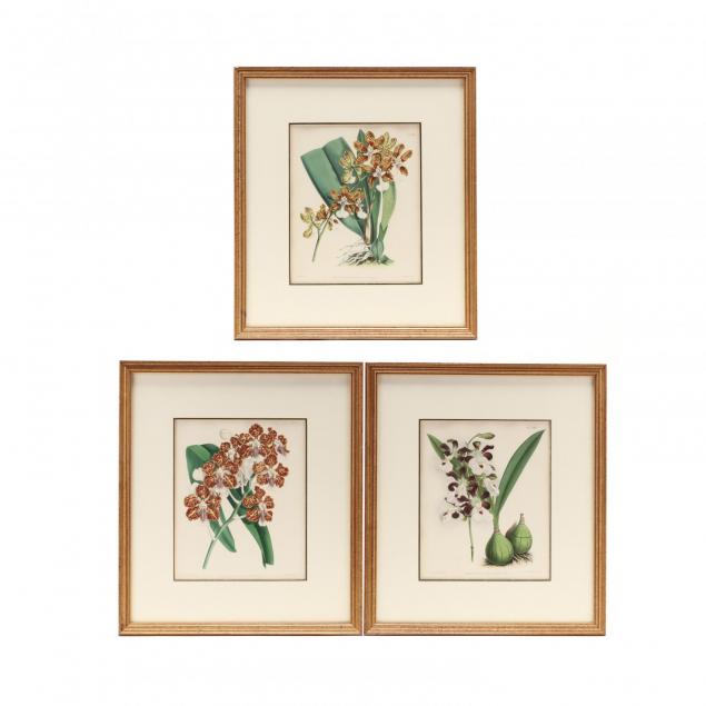 three-prints-from-warner-and-williams-i-the-orchid-album-i