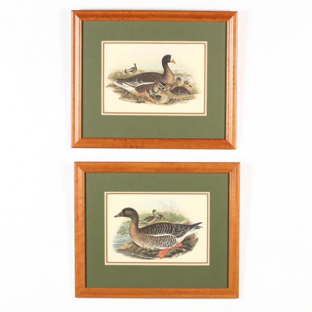 pair-of-framed-ornithological-prints