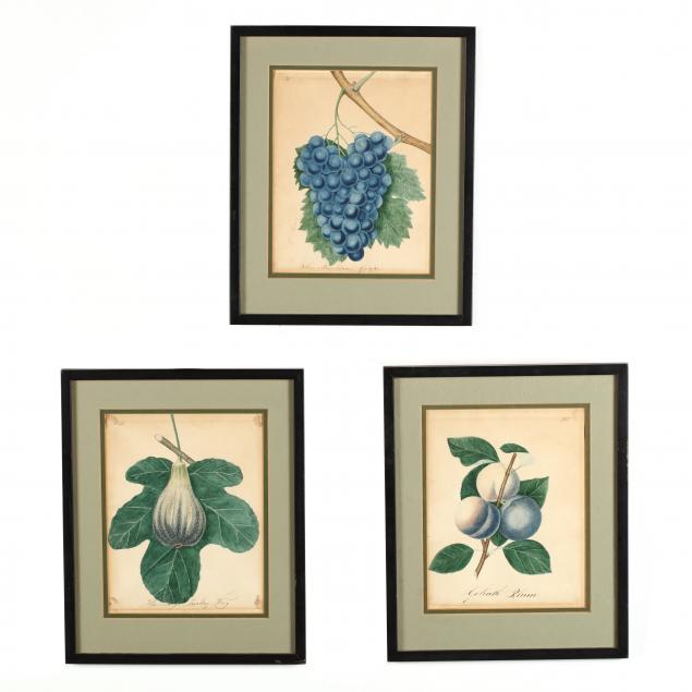 james-veitch-scottish-1792-1863-three-illustrations-of-fruits