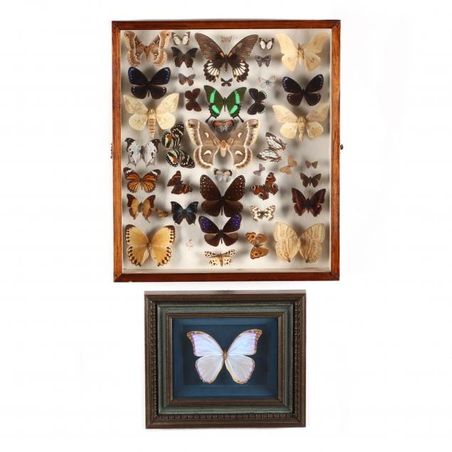 framed-butterfly-specimens