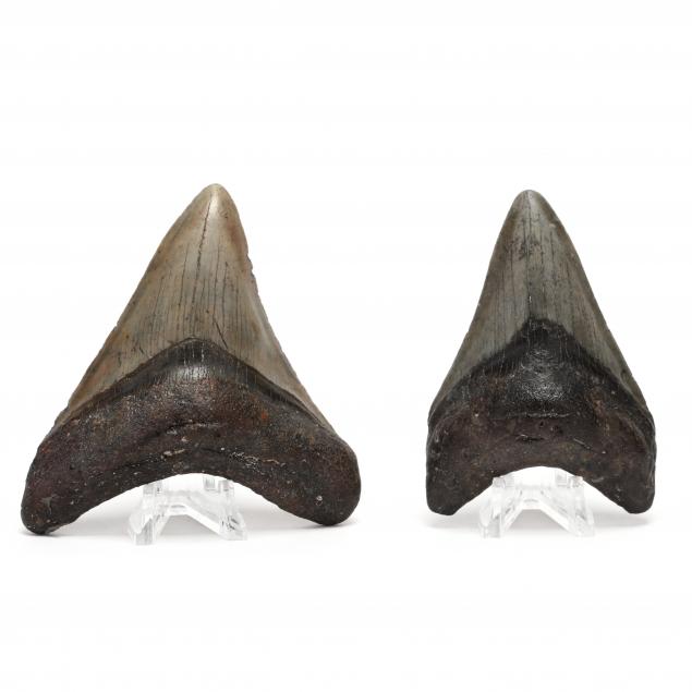 two-north-carolina-megalodon-teeth