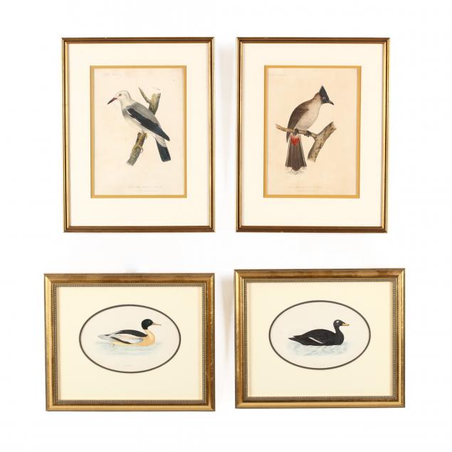 four-antique-ornithological-prints