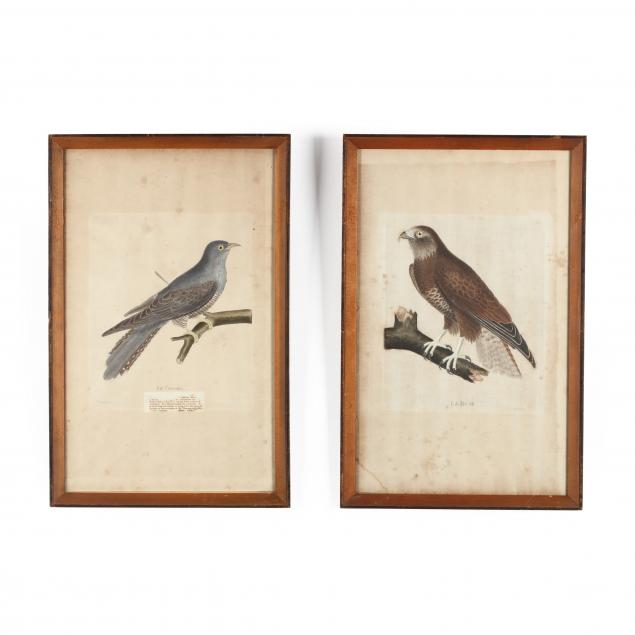 two-antique-ornithological-engravings