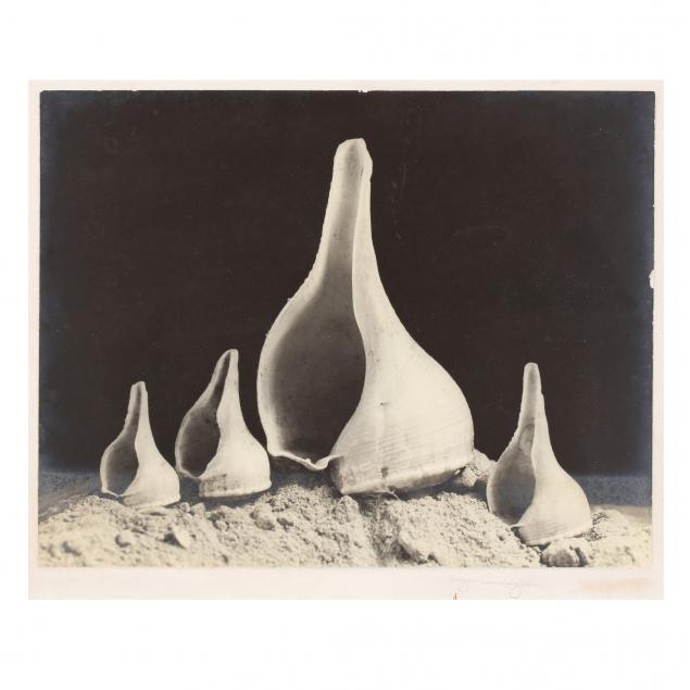 imogen-cunningham-american-1883-1976-four-shells