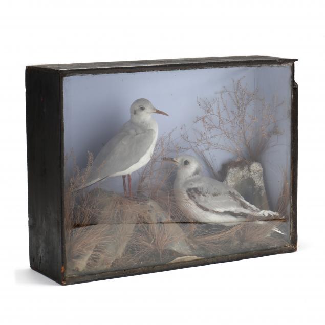 victorian-taxidermy-diorama-of-seagulls