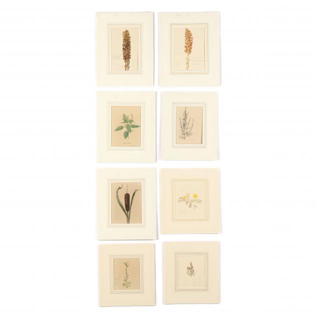 english-school-20th-century-eight-vintage-painted-botanical-studies