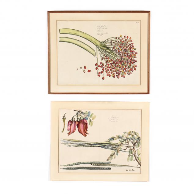 hendrick-adriaan-van-rheede-dutch-circa-1637-1691-two-botanical-prints-from-i-hortus-malabaricus-garden-of-malabar-i