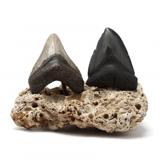 two-fossilized-north-carolina-megalodon-teeth