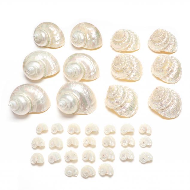 group-of-pearled-trochus-and-turban-shells