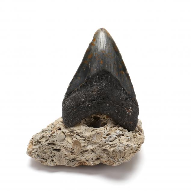 5-3-8-in-north-carolina-megalodon-tooth