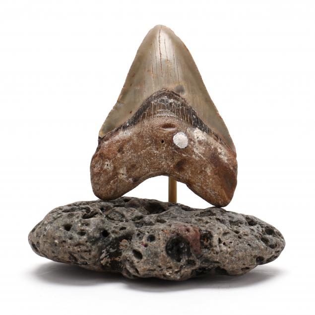 4-1-2-in-north-carolina-brown-megalodon-tooth-with-stand
