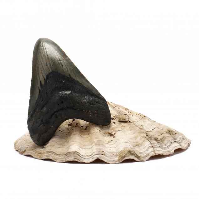 attractive-palm-sized-north-carolina-megalodon-tooth