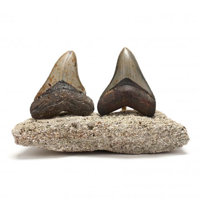 two-north-carolina-megalodon-teeth-3-7-8-in-and-4-1-8-in