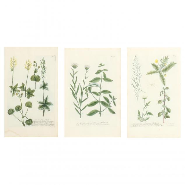 three-18th-century-floral-engravings-from-johann-weinmann-s-i-phytanthoza-iconographia-i