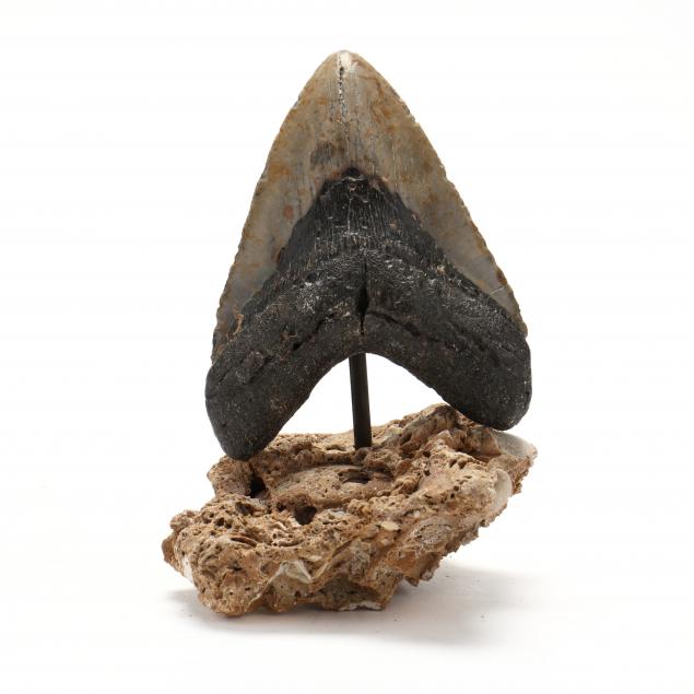 large-north-carolina-megalodon-tooth-5-3-4-in