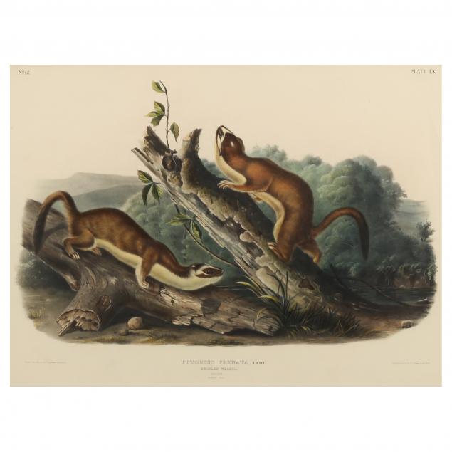 after-john-james-audubon-american-1785-1851-i-bridled-weasel-i-imperial-bowen-edition
