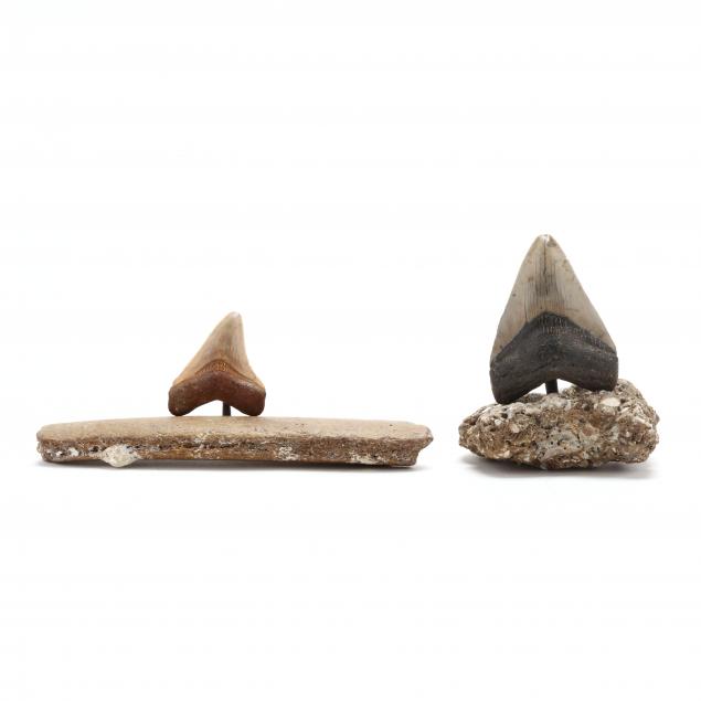 two-north-carolina-megalodon-teeth-on-natural-bases