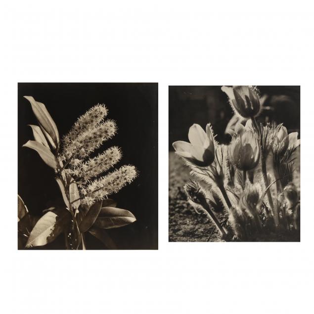 two-botanical-photographs-the-naylor-collection