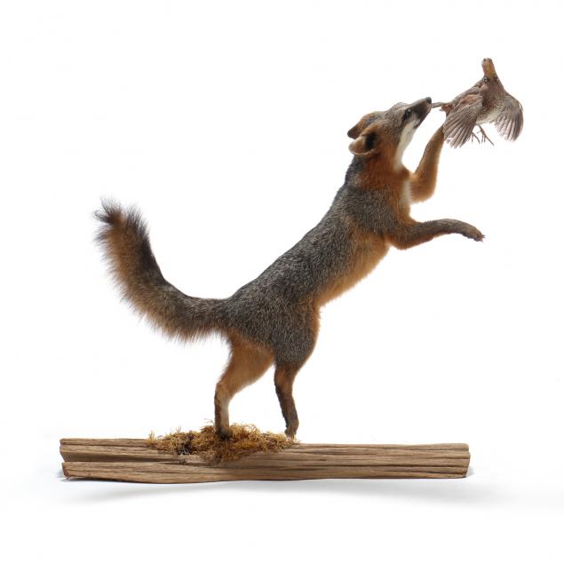 gray-fox-chasing-quail-in-flight-taxidermy