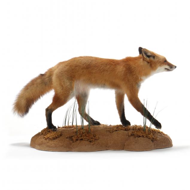 strutting-red-fox-taxidermy