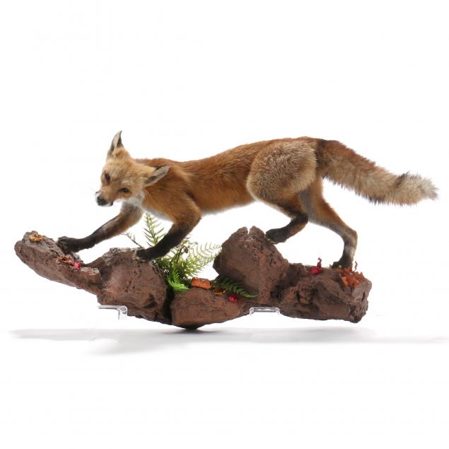 stalking-red-fox-on-rocky-ledge-taxidermy