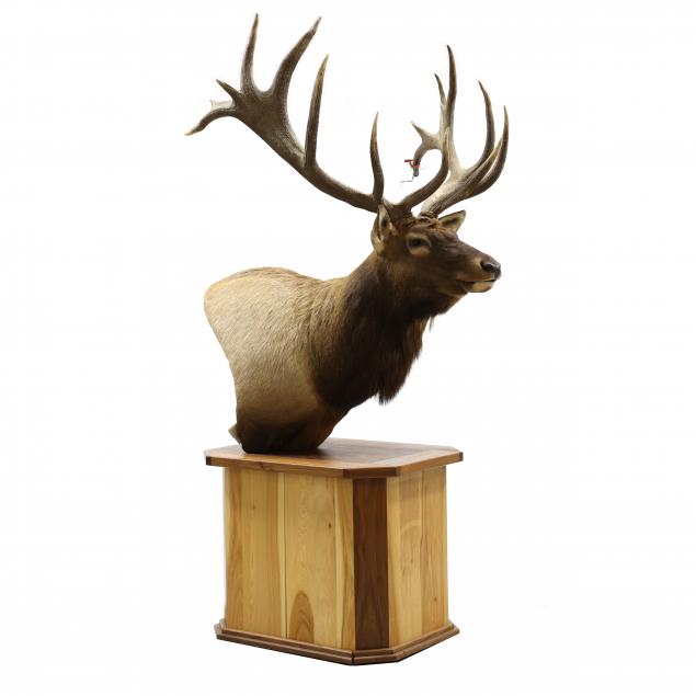 rocky-mountain-elk-mount-on-wooden-stand-taxidermy