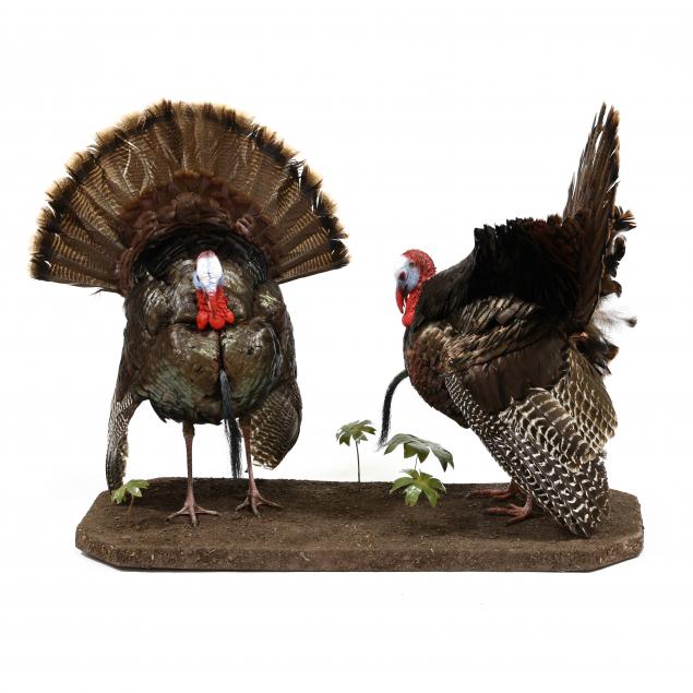 dueling-tom-turkeys-taxidermy